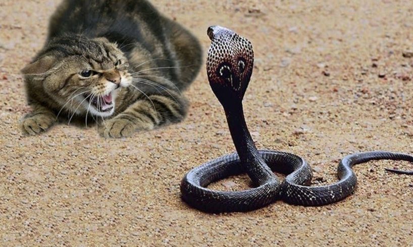 Cat Vs Snake Fight To The Death HD - Animals Fight