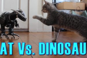 Cat Vs. Dinosaur - Cat Spooked, Then Befriends a Robot Dinosaur - Maya The Cat