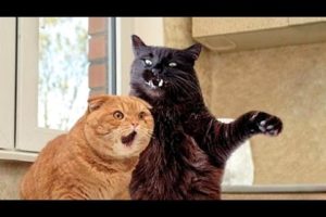 Cats, funniest creatures in animal kingdom - Funny cat compilation