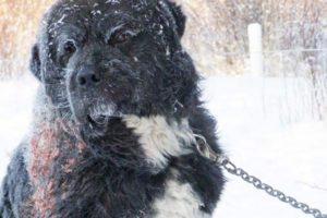 Chained In Freezing Cold - A Dog's Rescue and Happy Ending