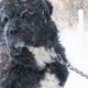 Chained In Freezing Cold - A Dog's Rescue and Happy Ending