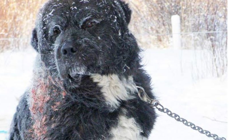 Chained In Freezing Cold - A Dog's Rescue and Happy Ending