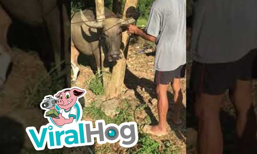 Chainsaw Required for Animal Rescue || ViralHog