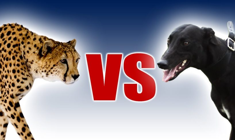 Cheetah vs Greyhound | World's Fastest Dog In Super Slow Motion | Slo Mo #29 | Earth Unplugged