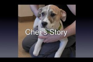 Cher's Story: A Rescued Puppy Needs A Prosthetic Foot