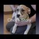Cher's Story: A Rescued Puppy Needs A Prosthetic Foot