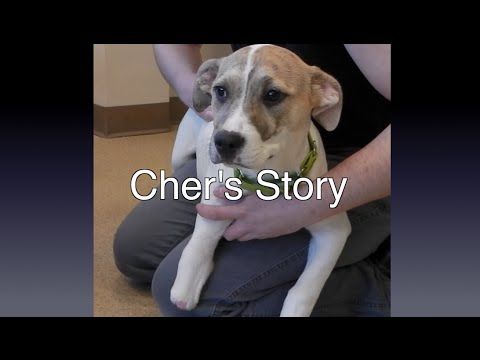 Cher's Story: A Rescued Puppy Needs A Prosthetic Foot