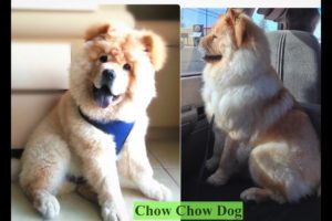 Chow Chow Fun and Happy Dog Cutest Funny Puppy - Pet Animal