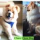 Chow Chow Fun and Happy Dog Cutest Funny Puppy - Pet Animal