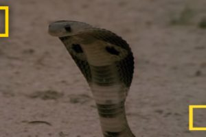 Cobra vs. Mongoose | National Geographic