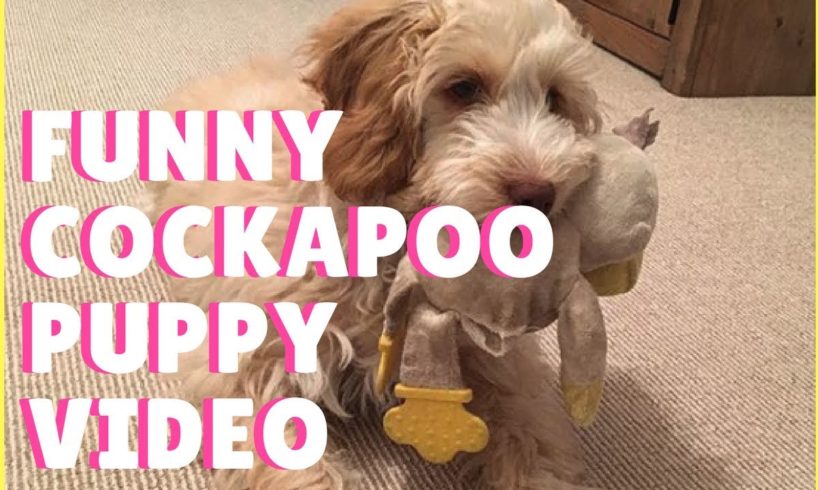 Cockapoo Puppy Steals A Sock / Funny Dog Video / Cute Puppies / Poodle Mixes