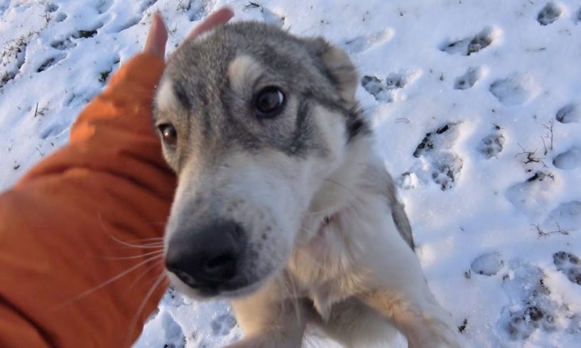 Cold and Hungry This Friendly Dog Was Waiting For Someone To Save Her