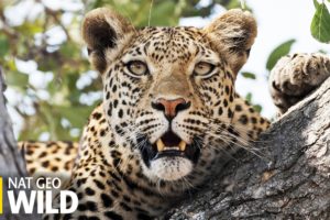 Combat de léopards - Animal Fight Club