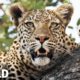 Combat de léopards - Animal Fight Club