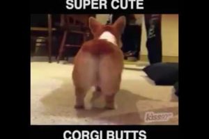 Corgi dog breed pets dog butt sexy super cute puppies available. Pets Playhouse Kennel Mumbai