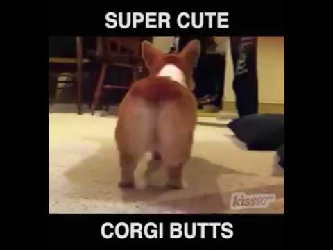 Corgi dog breed pets dog butt sexy super cute puppies available. Pets Playhouse Kennel Mumbai