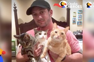 Couple Devotes Lives To Rescuing Special Needs Cats | Dodo Heroes