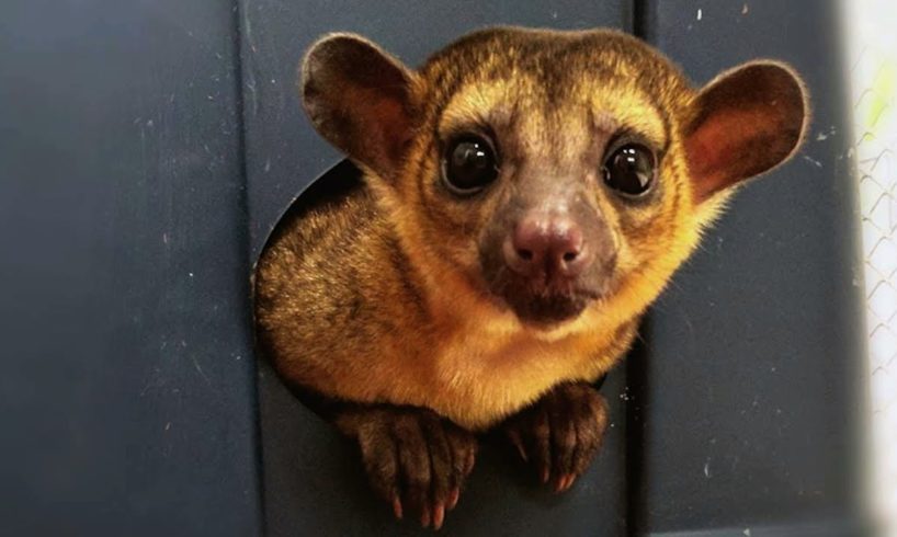 Couple Keep Mischievous Kinkajou As Pet | CUTE AS FLUFF