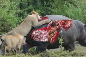 Craziest Wild Animal Attacks | Most Amazing Wild Animal Fights Caught On Camera