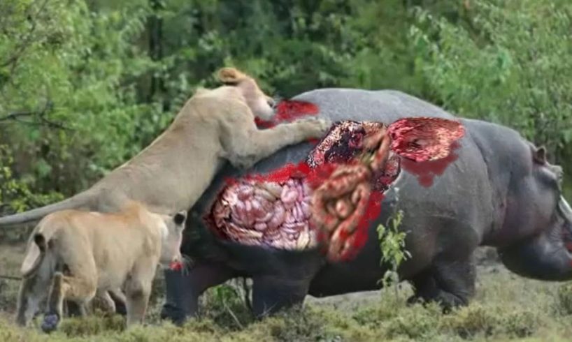 Craziest Wild Animal Attacks | Most Amazing Wild Animal Fights Caught On Camera