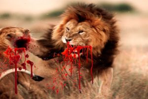 Craziest Wild animal fights EVER! AMAZING battles real meat and blood