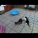 Crazy Cat Fights | 4K | GoPro Hero 7 Black
