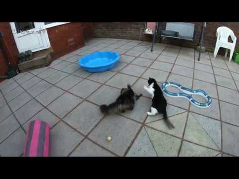 Crazy Cat Fights | 4K | GoPro Hero 7 Black