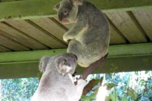 Crazy Koala Fight