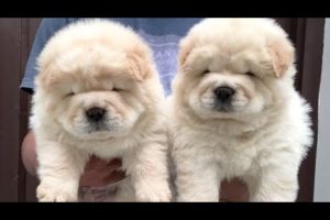 Cream and Off White Color Chow Chow Cute Puppies Playing India ! Dogshub