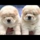 Cream and Off White Color Chow Chow Cute Puppies Playing India ! Dogshub