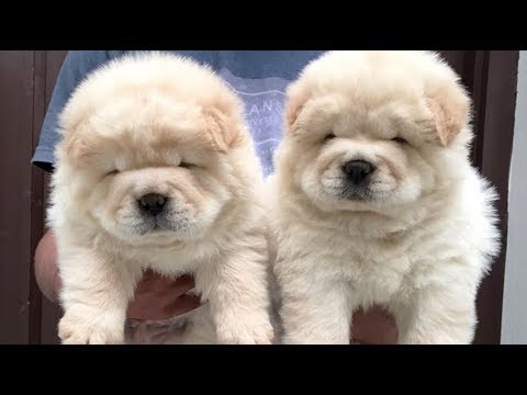 Cream and Off White Color Chow Chow Cute Puppies Playing India ! Dogshub