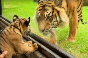 Cubs Meet Adult Tiger for the First Time | Tigers About The House | BBC Earth