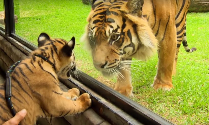 Cubs Meet Adult Tiger for the First Time | Tigers About The House | BBC Earth