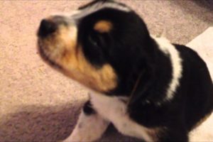 Cute 17 day old Puppies making small howl sounds for the first time