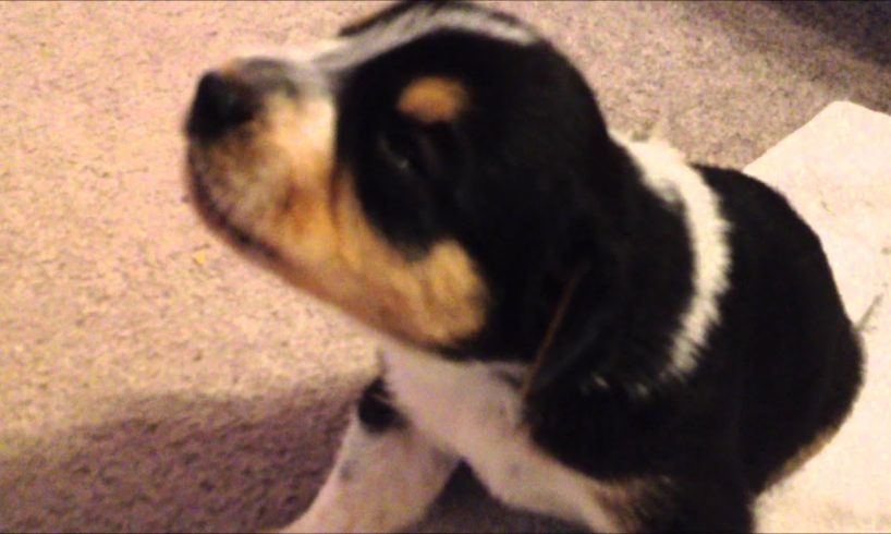 Cute 17 day old Puppies making small howl sounds for the first time