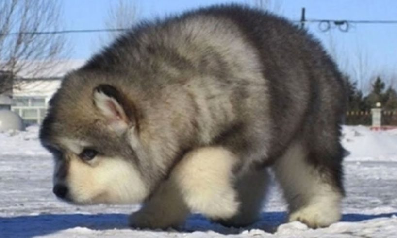 Cute Alaskan Malamute Puppies Running - Cute Puppies Barking Compilation - Puppies TV