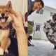 Cute And Funny Dog Videos Compilation 2019 - Funny Dogs And Owner | TRY NOT TO LAUGH