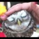 Cute Animals Cuddling - A Cute Animal Videos Compilation 2015