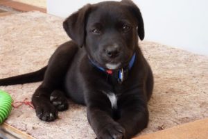 Cute Black Lab Puppies Compilation - Cute Puppies Funny Videos - Puppies TV