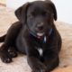 Cute Black Lab Puppies Compilation - Cute Puppies Funny Videos - Puppies TV