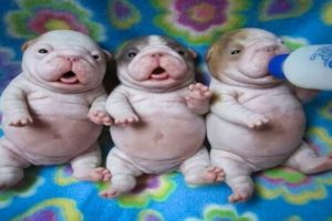 Cute Bulldog Newborns And Puppies Doing Funny Things!