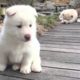 Cute Dogs And Puppies Doing Funny Things - Funny And Cute Puppies Compilation