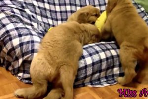 Cute Golden Retriever Puppies Playing Together - So Funny Pets