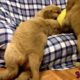 Cute Golden Retriever Puppies Playing Together - So Funny Pets