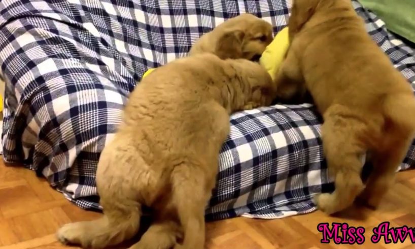 Cute Golden Retriever Puppies Playing Together - So Funny Pets