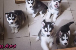 Cute Husky Puppies First Time Howling And Barking