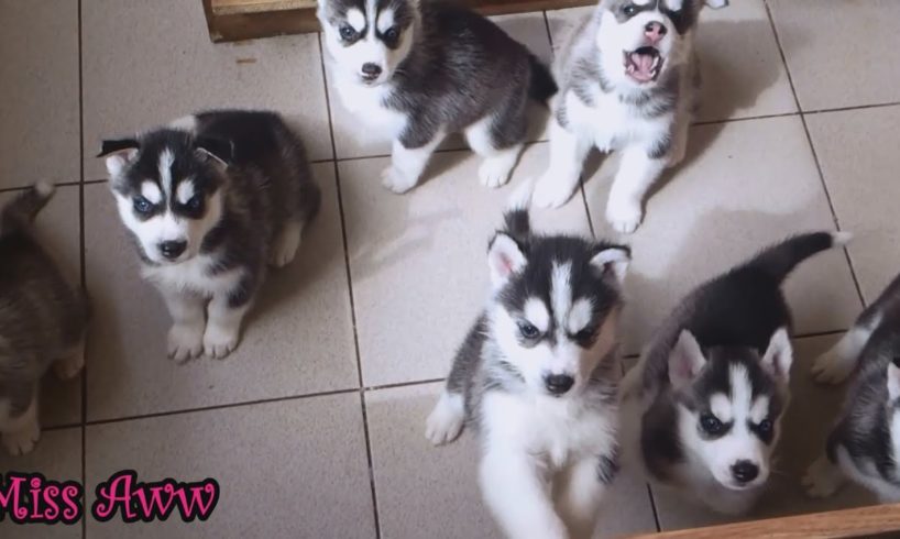 Cute Husky Puppies First Time Howling And Barking