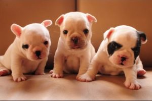 Cute Puppies -  A Cute And Funny Frenchies Puppies Videos Compilation || NEW HD
