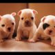 Cute Puppies -  A Cute And Funny Frenchies Puppies Videos Compilation || NEW HD