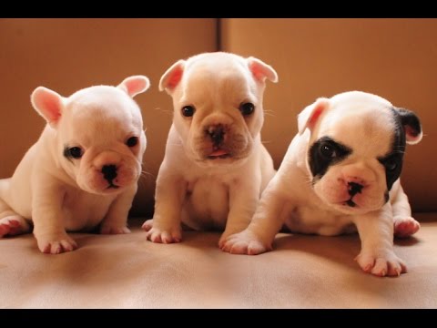 Cute Puppies - A Cute And Funny Frenchies Puppies Videos Compilation || NEW HD